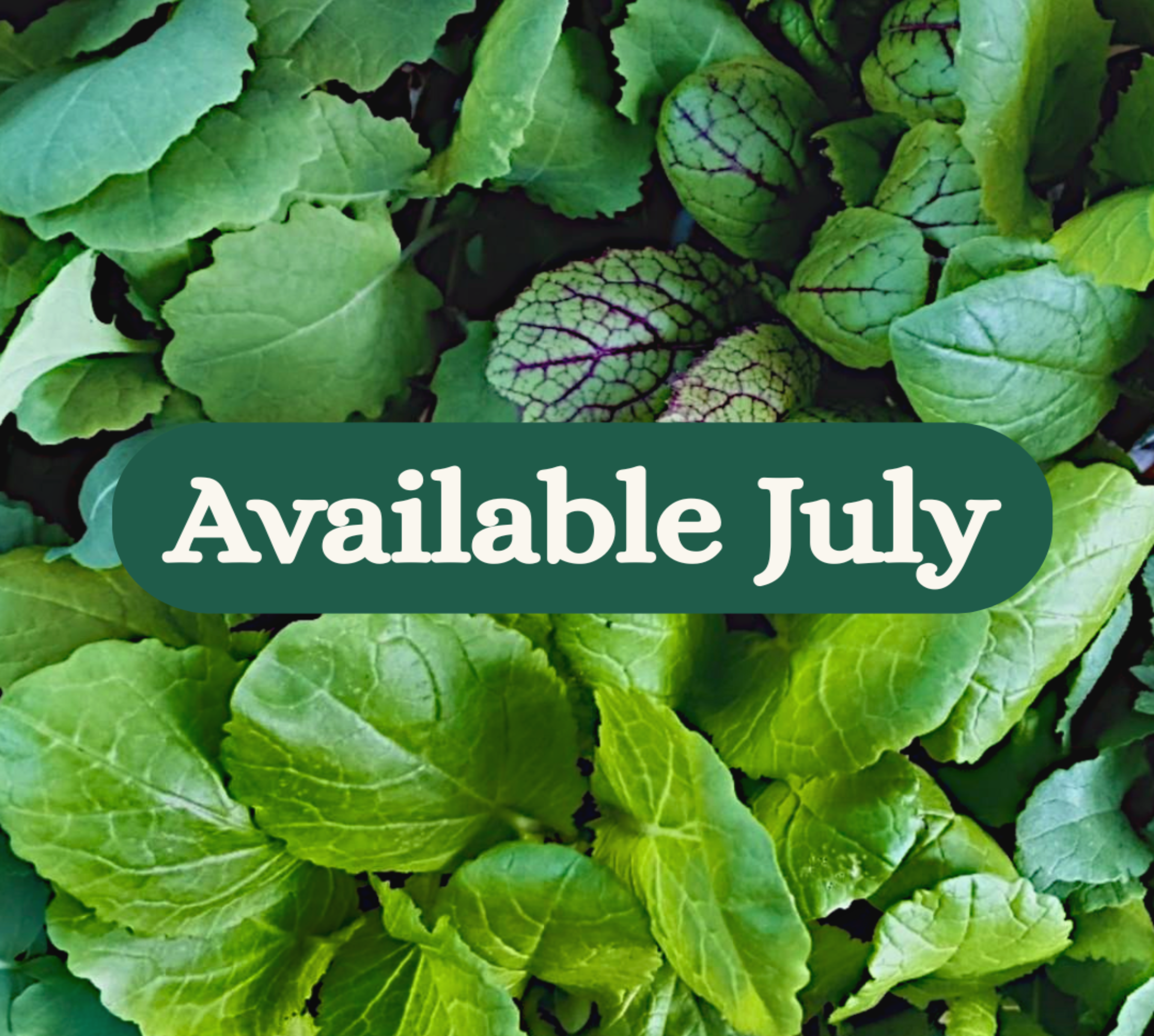 The Abundant Gardener