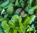 The Abundant Gardener