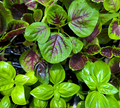 The Pocket Gardener